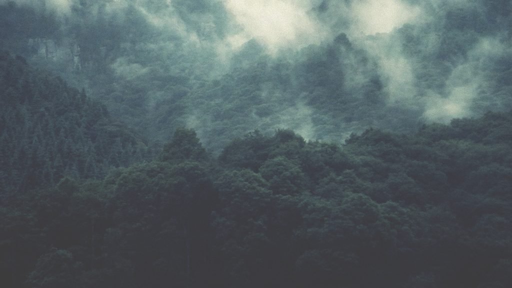 Still del film Rādhā: un bosque de montaña cubierto de niebla